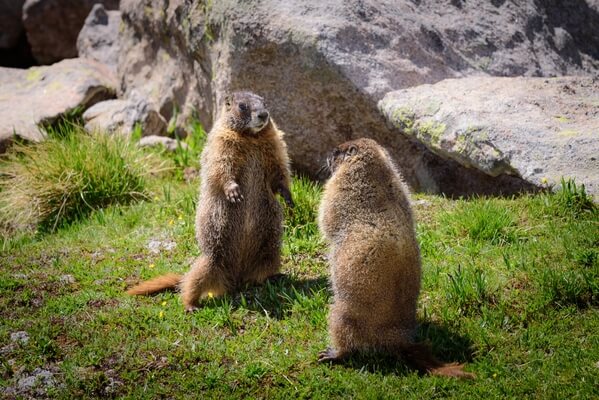 Marmot discussion