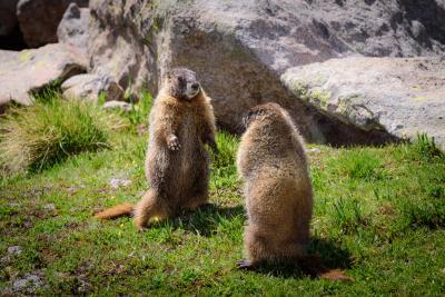 photos of Rocky Mountain National Park - Wildlife - Marmot