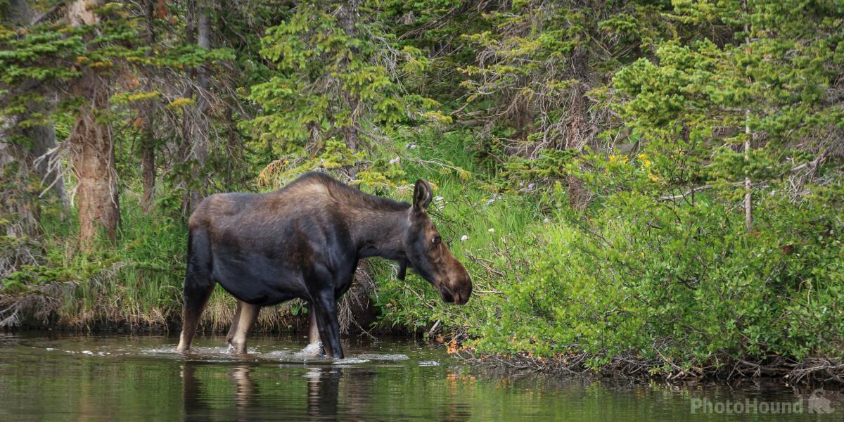 Image of Wildlife - Moose by Erik Stensland