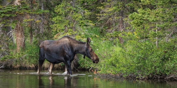 Moose female, in pond
