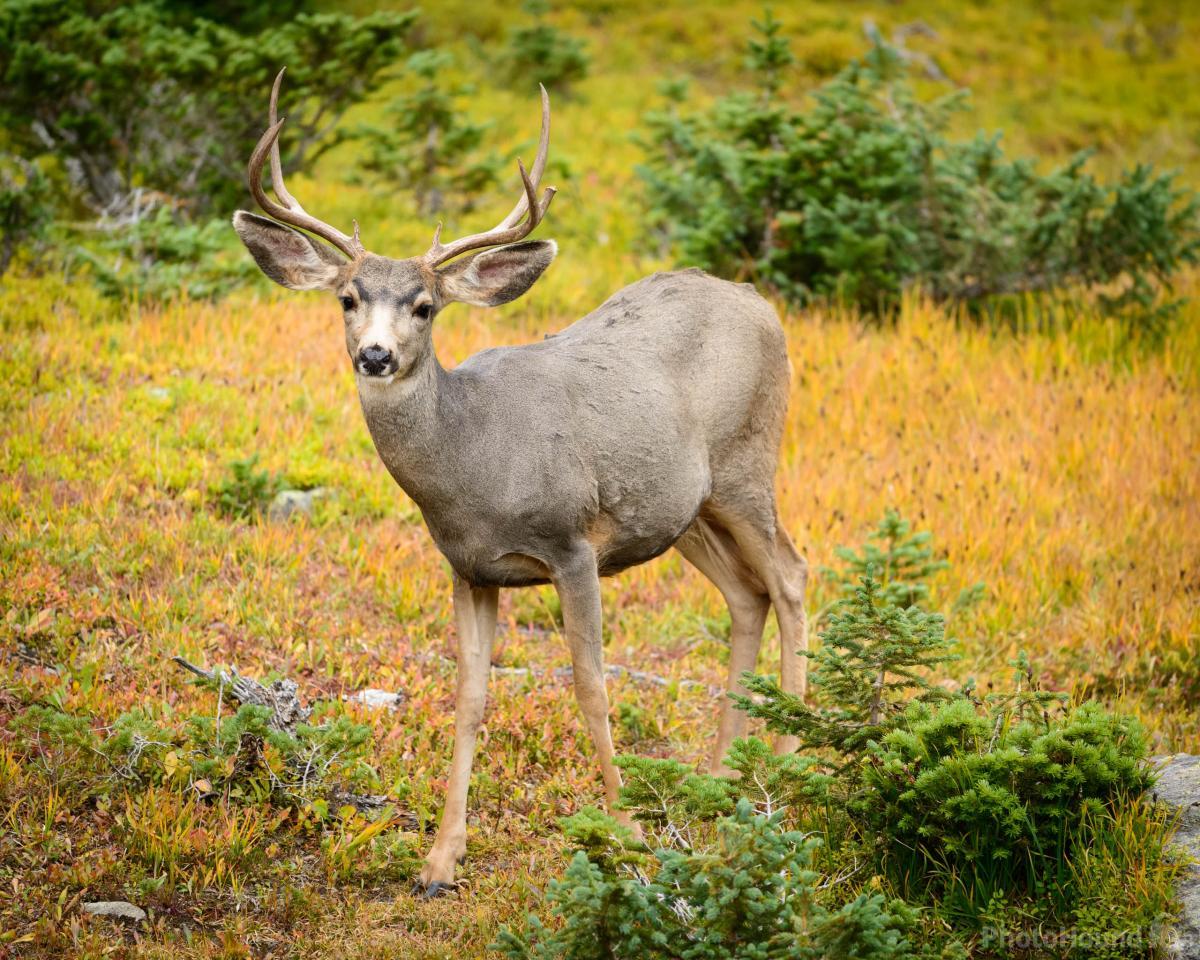 Image of Wildlife - Mule Deer by Erik Stensland