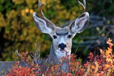 images of Rocky Mountain National Park - Wildlife - Mule Deer