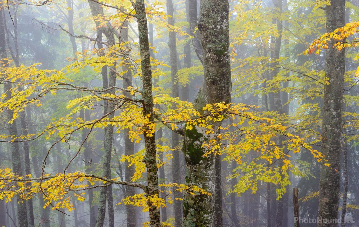 Image of Beech Forest by Luka Esenko