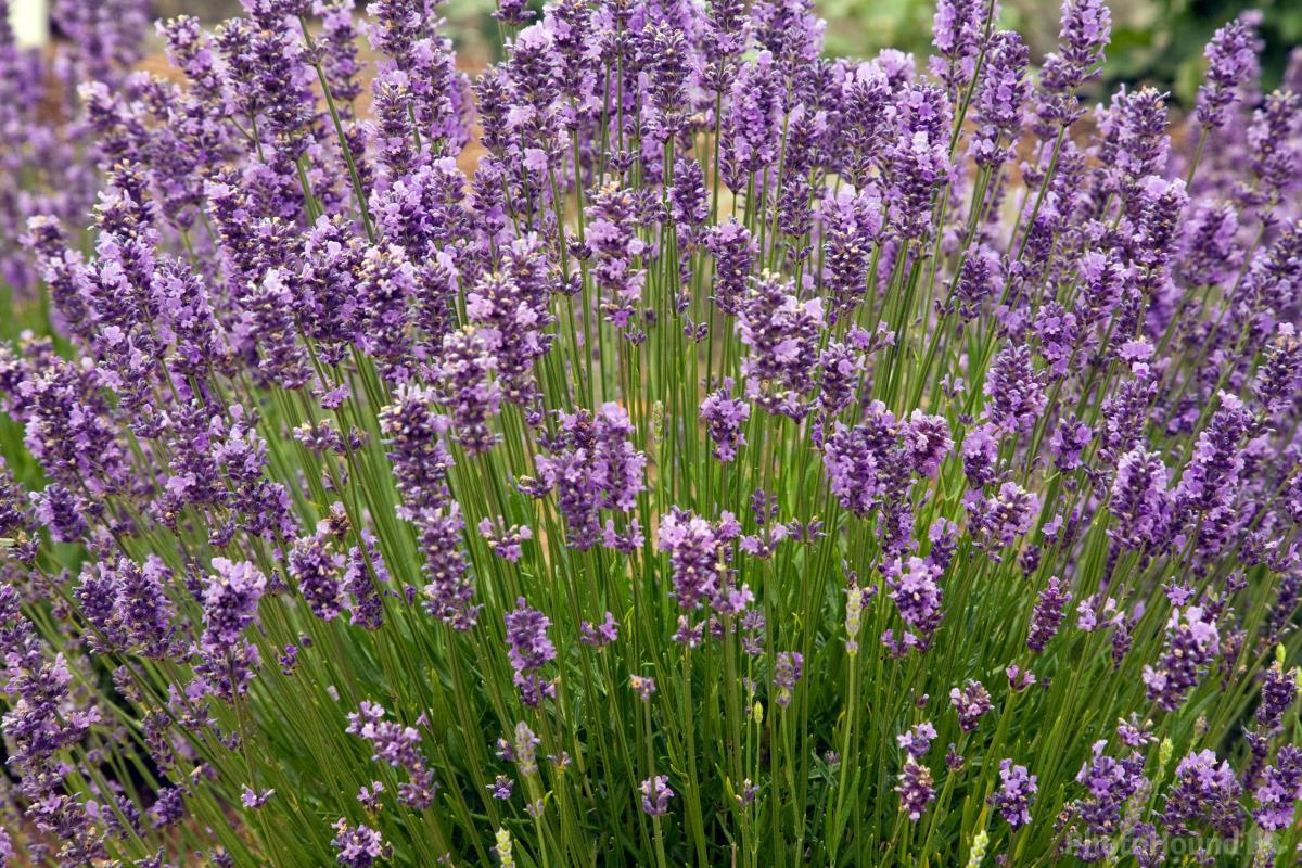 Image of Sequim Lavender Fields by T. Kirkendall and V. Spring