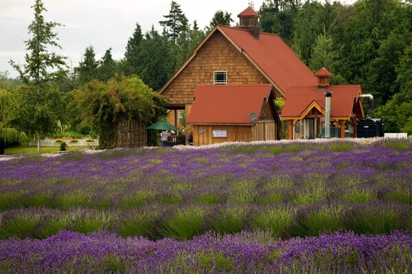  A Lavender Farm
