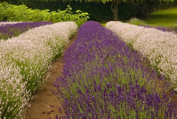 Rows of Lavender