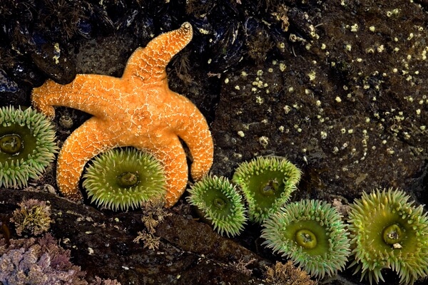 Anemone and Ochre Sea Star