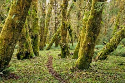photo spots in Olympic National Park - Sams River Trail