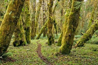 Sams Trail in the Queets Rain Forest