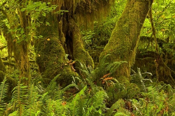 Ferns in the Queets Rain Forest