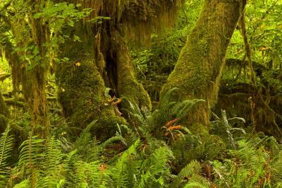 photo spots in Olympic National Park - Queets River Trail