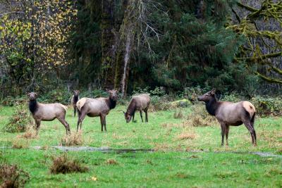 Elk in the Queets Rain Forest