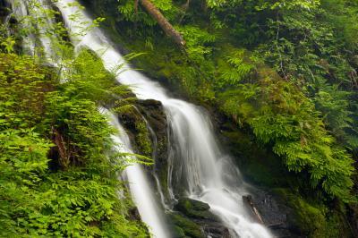 photo locations in Olympic National Park - Quinault Rain Forest Loop Trails