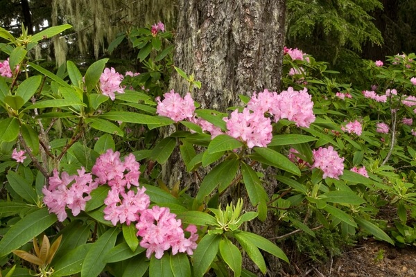 Native Rhododendrons