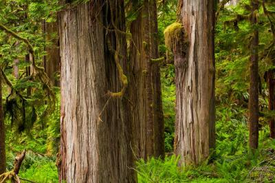 images of Olympic National Park - North Fork Quinault River Trail