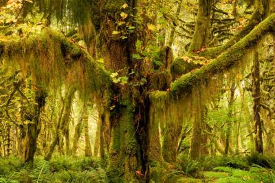photography spots in Olympic National Park - Maple Glade Nature Loop