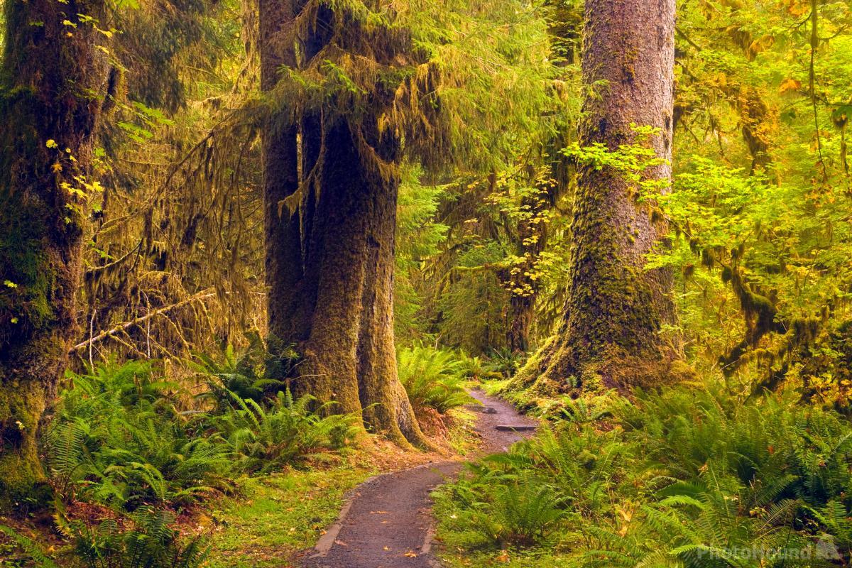 Image of Hoh River Trail by T. Kirkendall and V. Spring