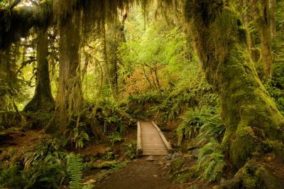 Trail Through the Rain Forest