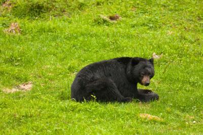 Bear in the Enchanted Valley