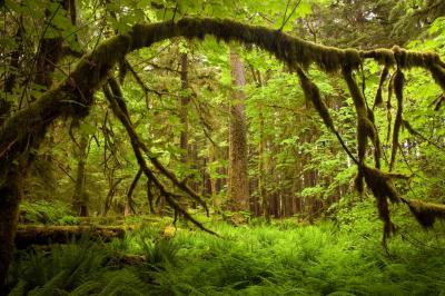 images of Olympic National Park - Ancient Groves Nature Trail