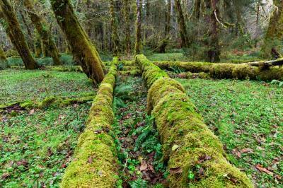 Two Mosses Covered Logs