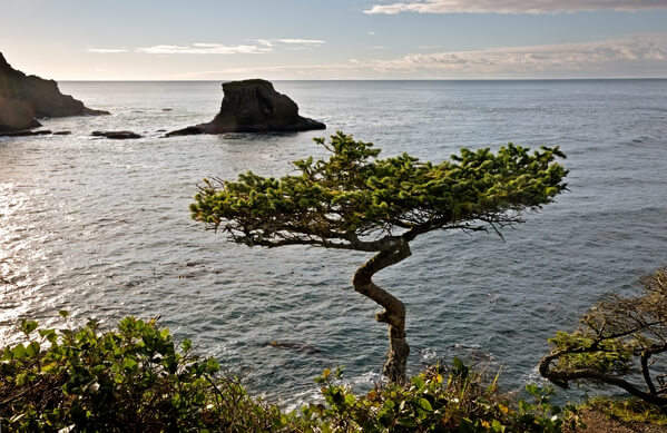 Twisted Tree at Cape Flattery