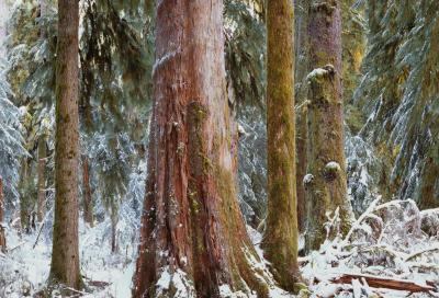 Snowy Trees in the Hoh Rain Forest