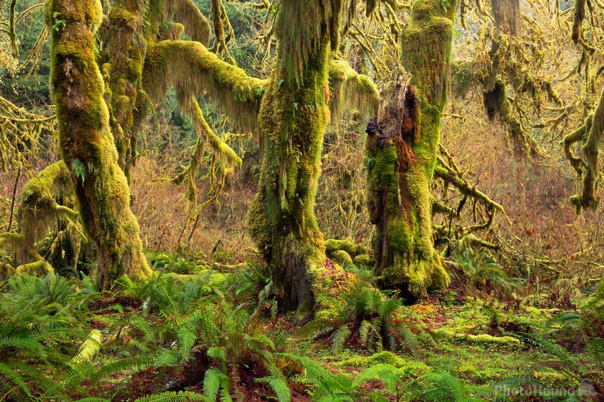 Image of Hall of Mosses by T. Kirkendall and V. Spring