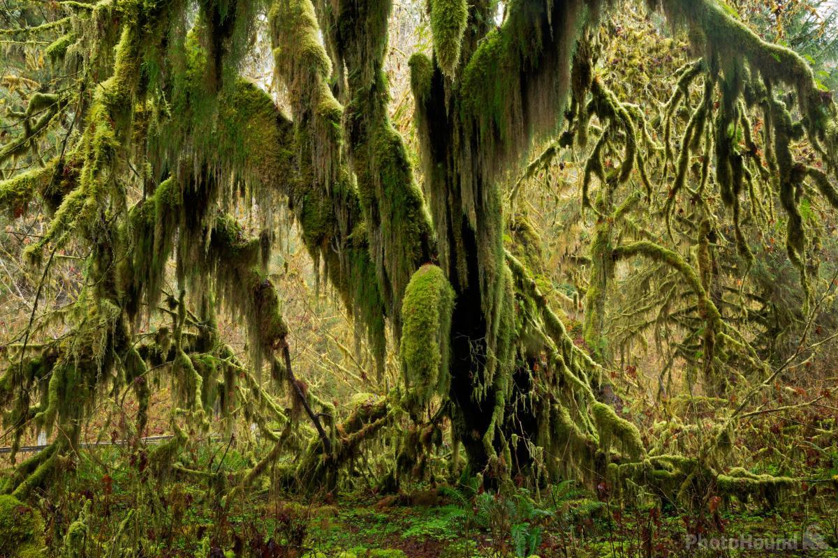 Image of Hall of Mosses by T. Kirkendall and V. Spring