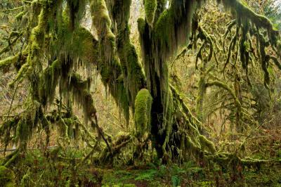 images of Olympic National Park - Hall of Mosses