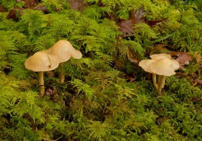 Mushrooms Growing Out of Moss