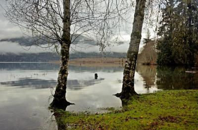 pictures of Olympic National Park - Lake Quinault 
