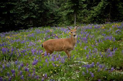 Deer on Sunshine Ridge