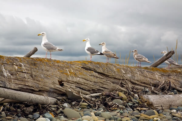 Seagulls on Log