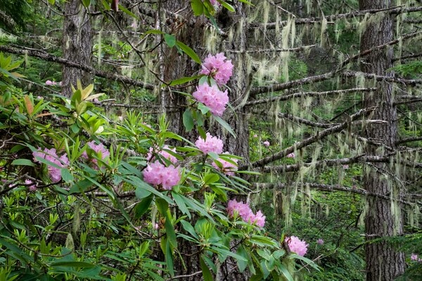 Rhododendrons and Moss