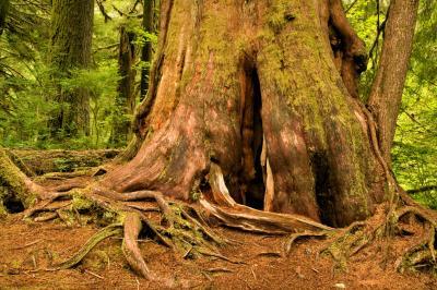 images of Olympic National Park - Quinault Rain Forest Loop Trails