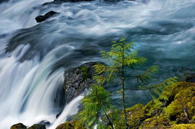 images of Olympic National Park - The Dosewallips