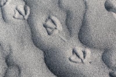 Bird Prints in Sand