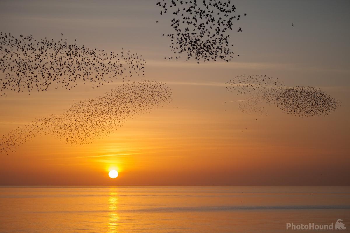 Image of Starlings by Slawek Staszczuk