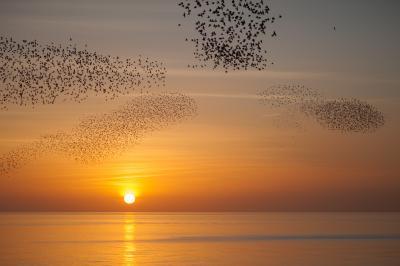 photos of Brighton & South Downs - Starlings