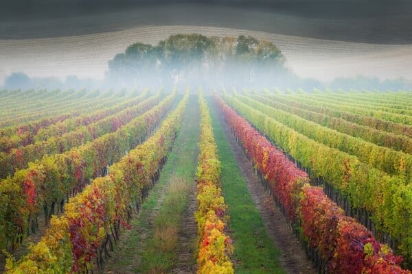 Josef Dufek vineyard - autumn