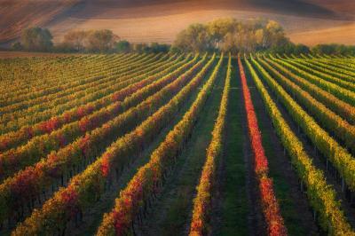 photos of Southern Moravia - Josef Dufek vineyard