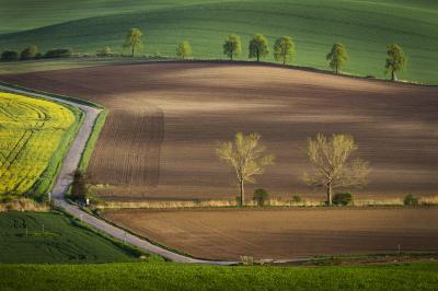 pictures of Southern Moravia - Chestnut Avenue
