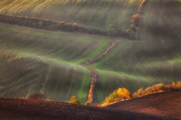 Rolling fields in the sunset - fall