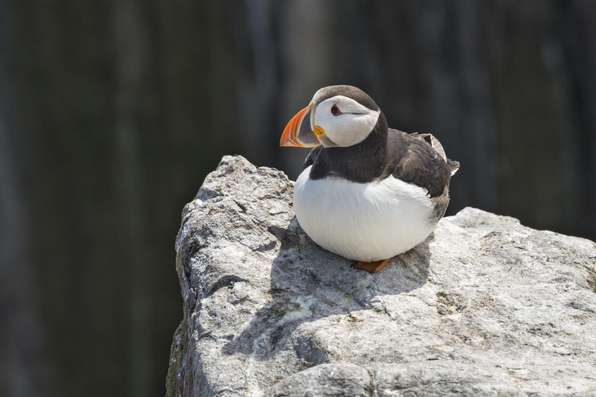 Image of The Farne Islands – Staple Island by David Taylor