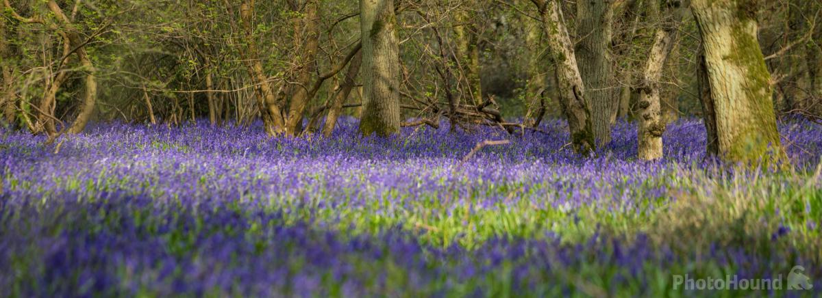 Image of Lady\'s Wood by Andrew Sharpe
