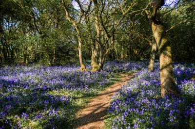 photos of Cambridgeshire - Lady's Wood