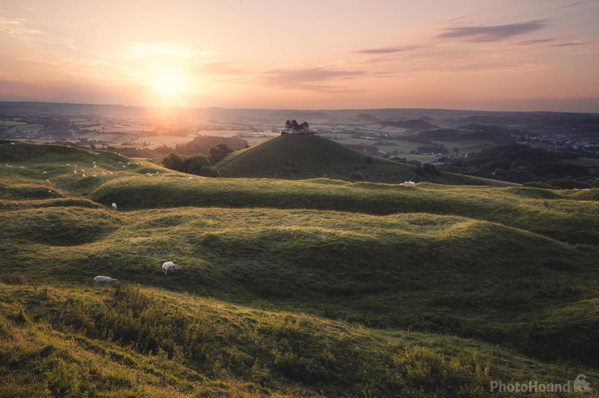 Image of   Colmers Hill by Chris Frost