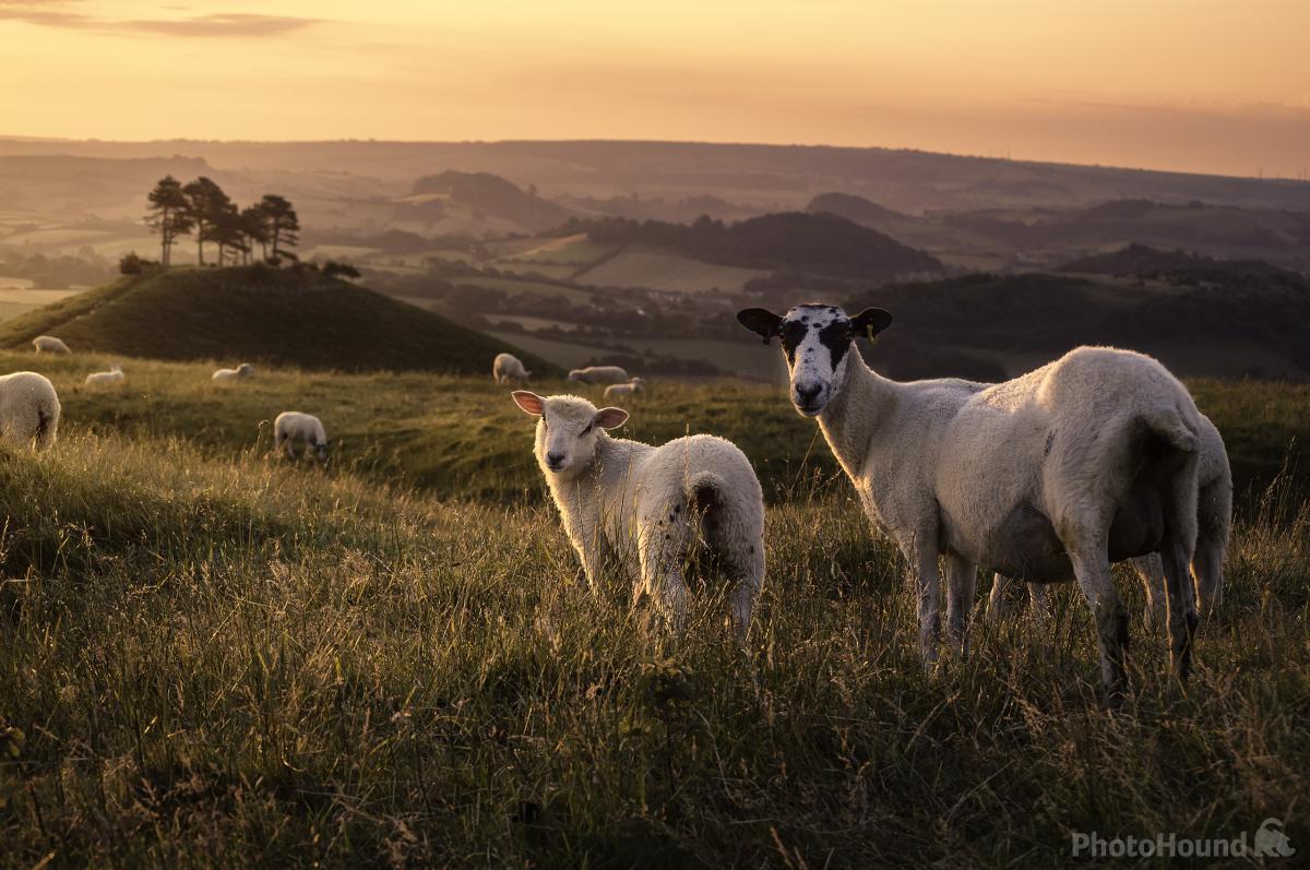 Image of   Colmers Hill by Chris Frost