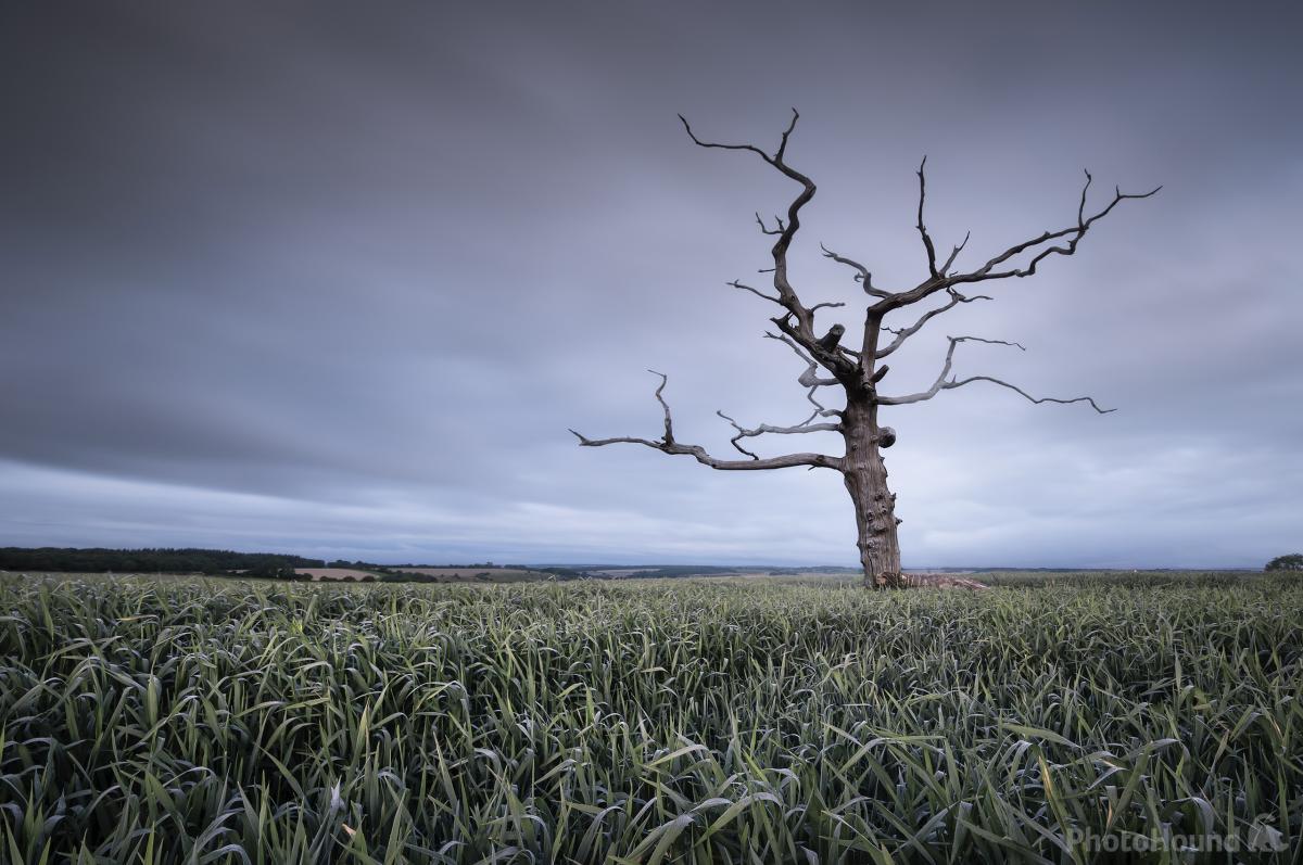 Image of   Lone Tree At Tarrant Monkton by Chris Frost